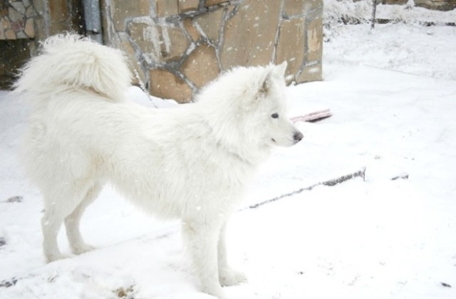 Силен вятър