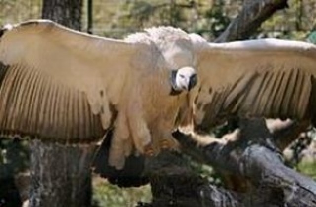 Спасяват египетския лешояд на Балканите