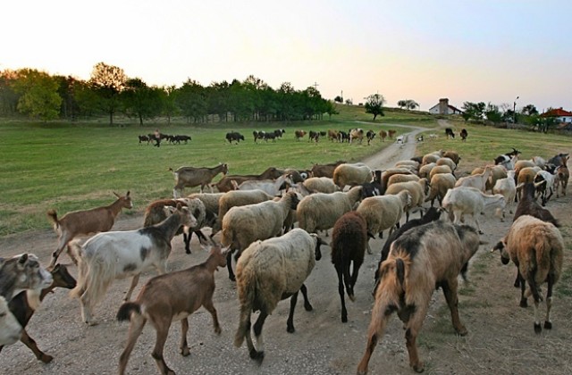 Антракс във Варненско няма