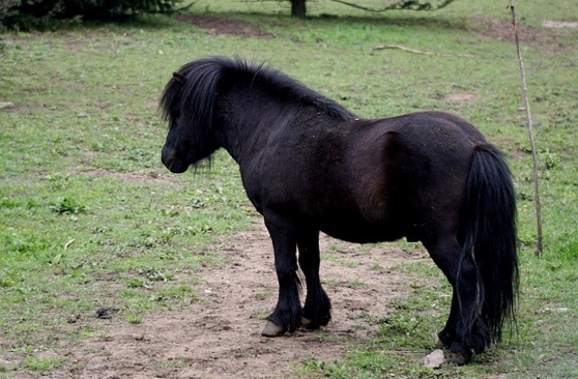 Шотландско пони е най-новият обитател на зоокъта в Павликени
