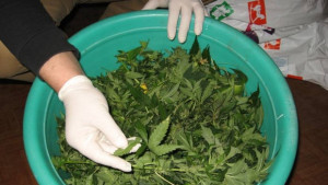 Оранжерийка за лека дрога