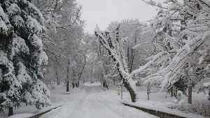 Транспортират болни на хемодиализа с БТР във Вълчи дол