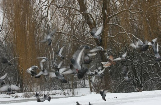 Търси се птицата, символ на София