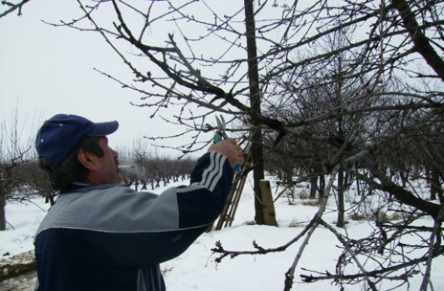 Опасност от измръзване на овощните дръвчета в Кюстендилския регион