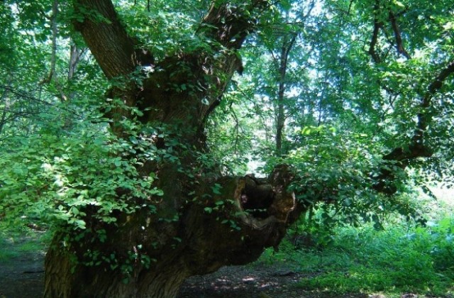 700-годишен бряст от Нисово се състеза за европейско дърво на 2012 г.