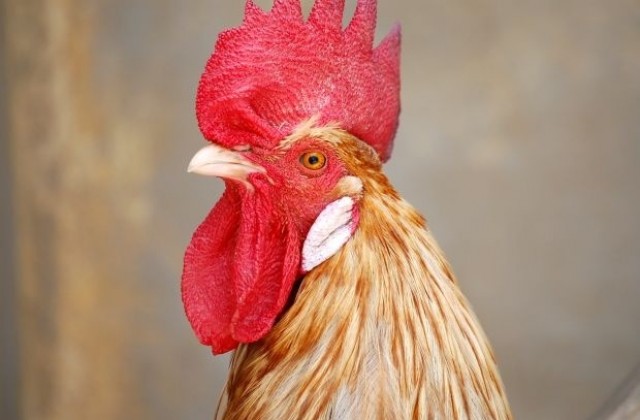 Петльовден - празник на мъжката сила