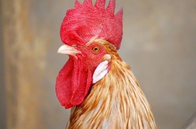 Петльовден - празник на мъжката сила