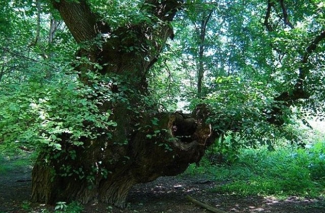 700-годишен бряст се състезава за Европейско дърво на 2012 година