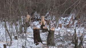 ВМРО алармира за незаконна сеч край Варна