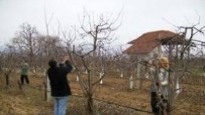 Състезание и курс по резитба в Кюстендил