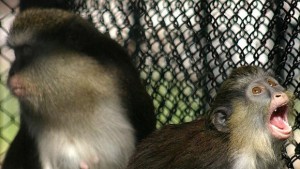 Чай за маймуните водка за слоновете