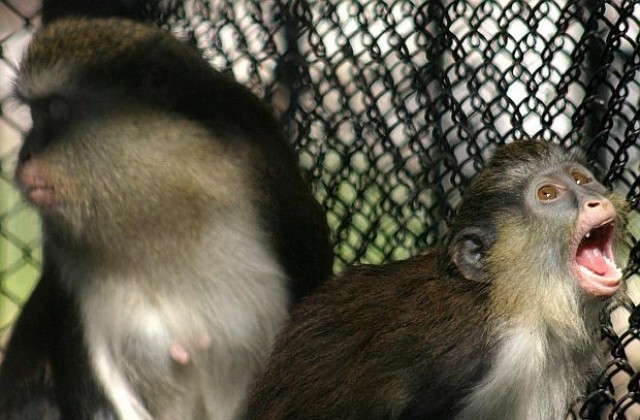 Чай за маймуните, водка за слоновете