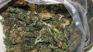 140 стръка марихуана открити в два апартамента