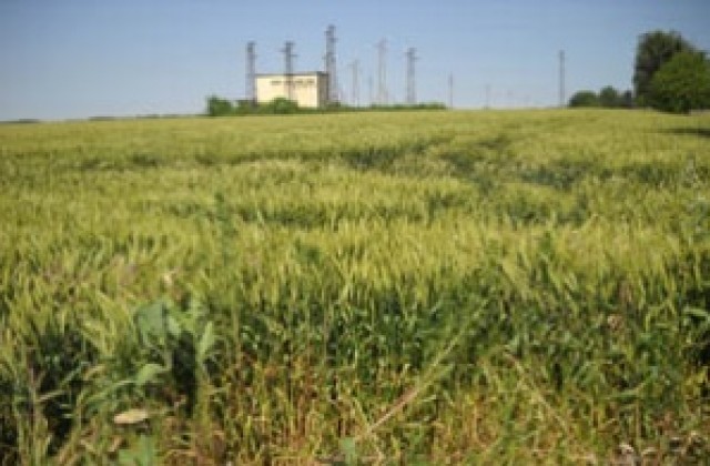 Няма сериозна опасност от измръзване на пшеницата