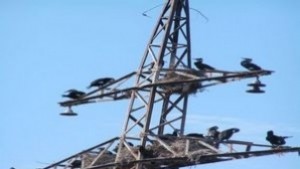 Села в Монтанско останаха без ток