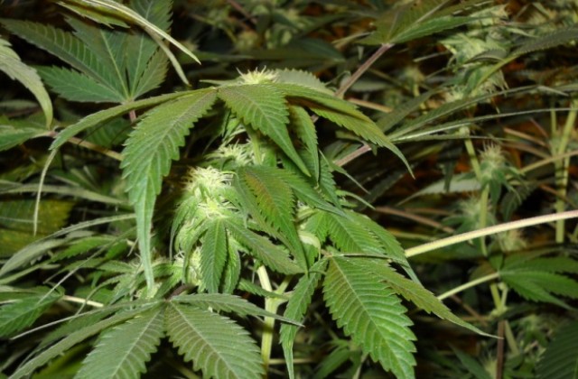 Хванаха варненец с трева