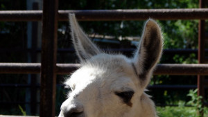 Затвориха варненския зоопарк заради лютия студ