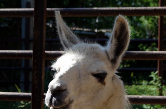 Затвориха варненския зоопарк заради лютия студ
