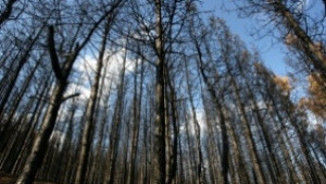 Проверка след публикувани в интернет снимки на отстреляна мечка в