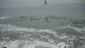 От Геозащита сигнализират за нужда от ремонт на буните