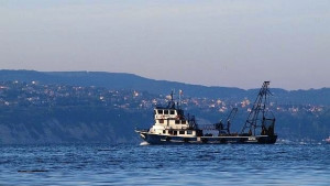 Има опасност калканът да изчезне от Черно море предупреждават от