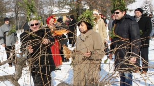 Лозарите очакват много измръзнали лозя тази зима