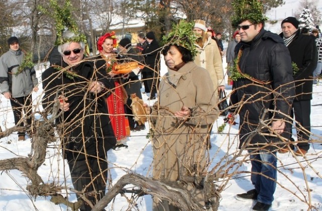 Лозарите очакват много измръзнали лозя тази зима