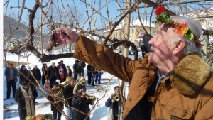 В сТипченица зарязаха лозята