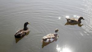 Намаляват водолюбивите птици в Шумен