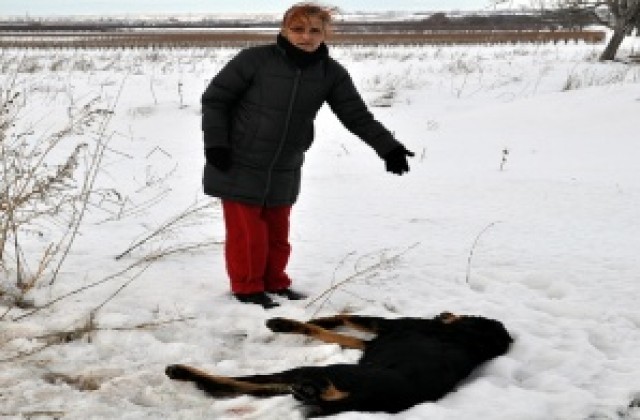 Жена се оплака: Убиха жестоко любимото ми куче