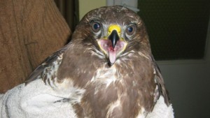 Ранен мишелов е изпратен в Спасителен център