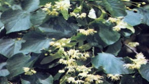 Изтича срокът за подаване на справки от билкозаготвителни пунктове