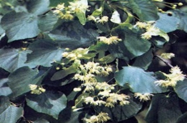 Изтича срокът за подаване на справки от билкозаготвителни пунктове