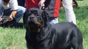 Ротвайлер нахапа трима в центъра на Дряново