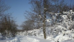 Пътна обстановка в Русенска област