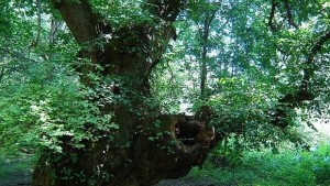 Гласувайте за 700годишния бряст от Нисово