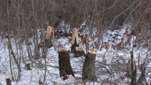 Роми разграбват дървен материал от паркове в Тракия