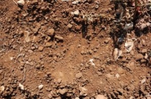 Откриха непознати безкраки земноводни
