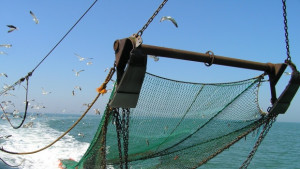 Законният улов на рапани за миналата година е 3100 тона