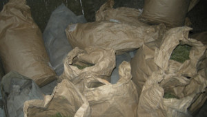 Откриха 100 кг канабис в силистренското село Гарван