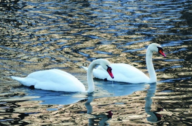Лебеди плуват в река Янтра край Долна Оряховица