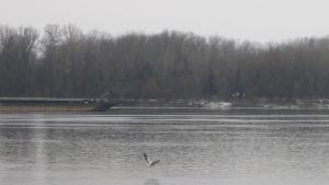 Ледоход край Русе няма