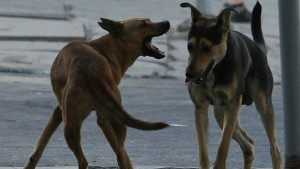 Спират залавянето на бездомни кучета в София заради карантина в