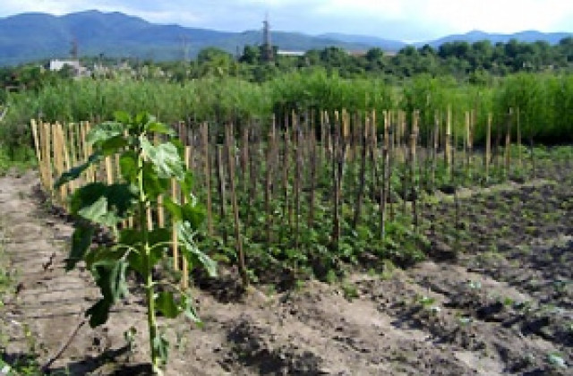 Експерти разискват растителната защита