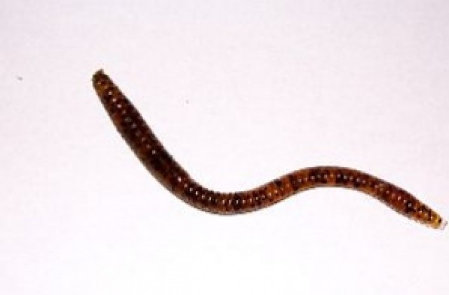 Плоските червеи държат ключа към безсмъртието