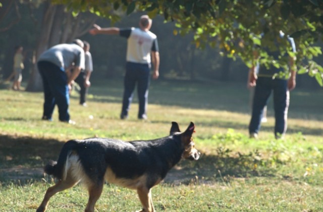 Общинска полиция ще ни проверява дали сме регистрирали кучето?