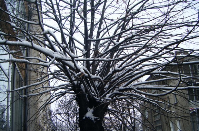 Отново сняг