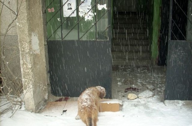 Полицията крие версиите за убийството в Дупница