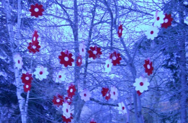 Дърво с мартеници изненада врачани