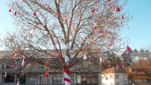 Дървомартеница си направиха в Баниска